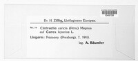 Anthracoidea caricis image